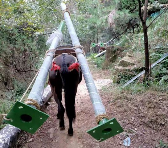 安徽深圳骡子运输队